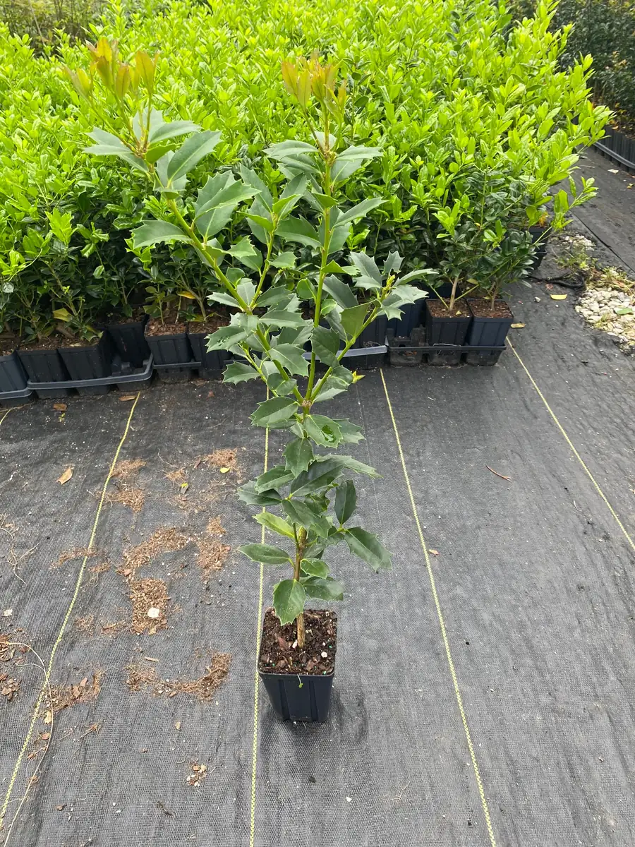 Oakland Holly Live Plant - Evergreen Shrub - Quart Pot - USDA Zones 6-9 - Image 3