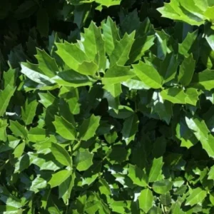 Oakland Holly Live Plant – Quart Pot – Dense Evergreen Shrub – USDA Zones 6-9 - Image 2