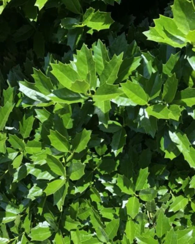 Oakland Holly Live Plant – Quart Pot – Dense Evergreen Shrub – USDA Zones 6-9 - Image 2