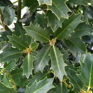 Oakland Holly Live Plant – Quart Pot – Dense Evergreen Shrub – USDA Zones 6-9 - Image 3