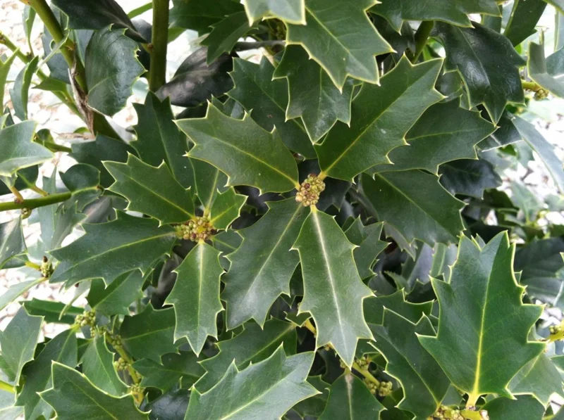 Oakland Holly Live Plant – Quart Pot – Dense Evergreen Shrub – USDA Zones 6-9 - Image 3