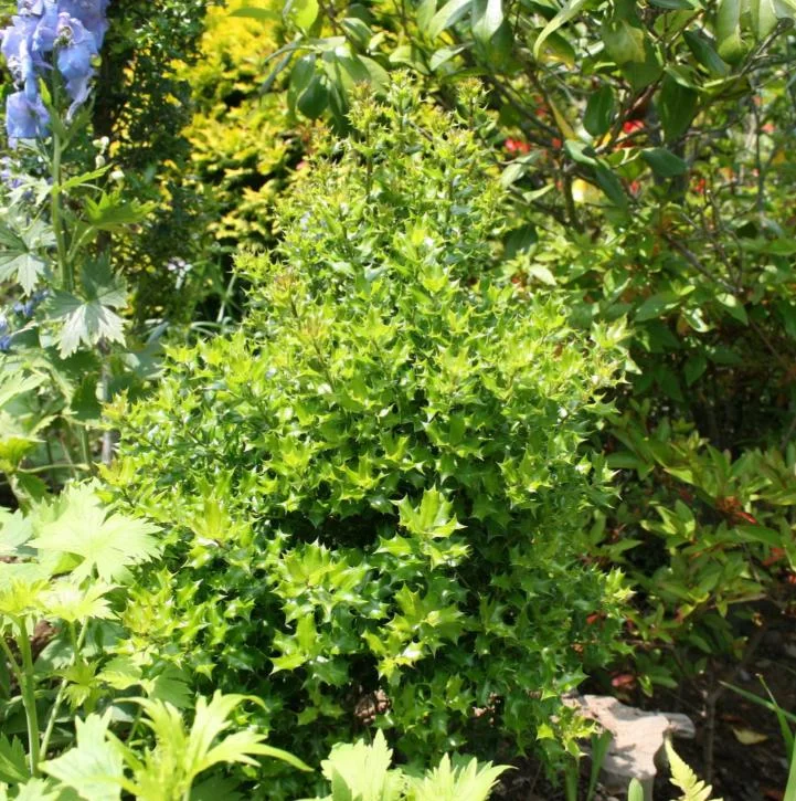 Oakland Holly Live Plant – Quart Pot – Dense Evergreen Shrub – USDA Zones 6-9 - Image 4