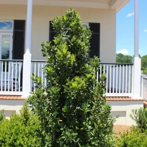 Oakland Holly Live Plant – Quart Pot – Dense Evergreen Shrub – USDA Zones 6-9 - Image 5