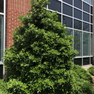 Oakland Holly Live Plant – Quart Pot – Dense Evergreen Shrub – USDA Zones 6-9 - Image 6