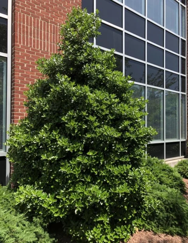 Oakland Holly Live Plant – Quart Pot – Dense Evergreen Shrub – USDA Zones 6-9 - Image 6