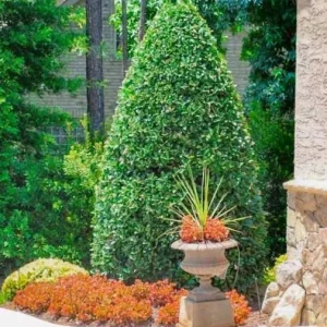 Oakland Holly Live Plant – Quart Pot – Dense Evergreen Shrub – USDA Zones 6-9 - Image 7