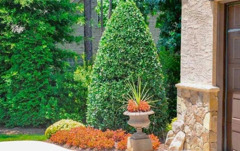 Oakland Holly Live Plant – Quart Pot – Dense Evergreen Shrub – USDA Zones 6-9 - Image 7