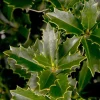 Oakland Holly Live Plant – Quart Pot – Dense Evergreen Shrub – USDA Zones 6-9 - Image 1