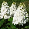 Oakleaf Hydrangea Live Plant - 6-10" Tall, 1qt Pot, Hydrangea quercifolia Outdoor Shrub - Image 1