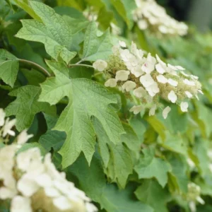 Oakleaf Hydrangea Live Plant - 6-10