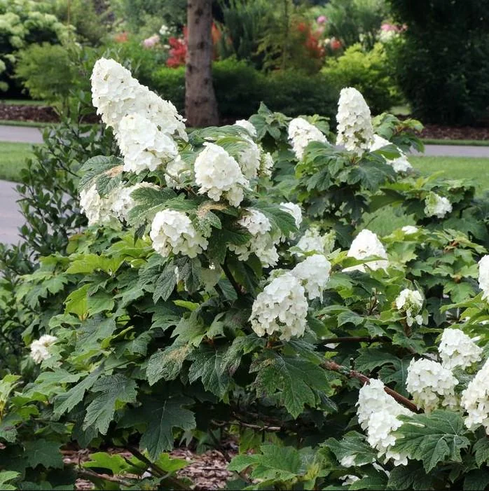 Oakleaf Hydrangea Live Plant - 6-10" Tall, 1qt Pot, Hydrangea quercifolia Outdoor Shrub - Image 3