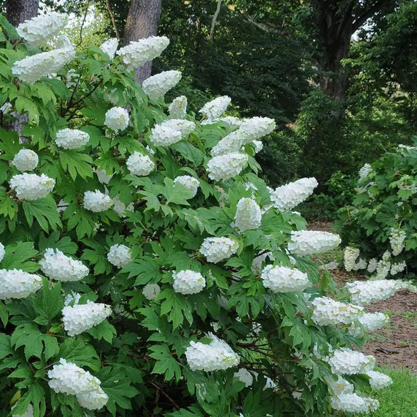 Oakleaf Hydrangea Live Plant - 6-10" Tall, 1qt Pot, Hydrangea quercifolia Outdoor Shrub - Image 4