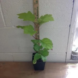 Oakleaf Hydrangea Live Plant - 6-10