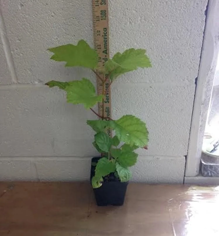 Oakleaf Hydrangea Live Plant - 6-10" Tall, 1qt Pot, Hydrangea quercifolia Outdoor Shrub - Image 5