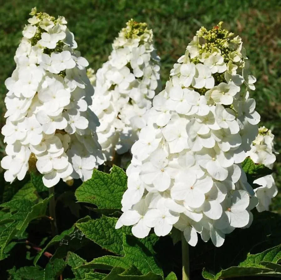 Oakleaf Hydrangea Live Plant - 6-10" Tall, 1qt Pot, Hydrangea quercifolia Outdoor Shrub - Image 1