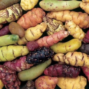 Oca Tubers - Oxalis tuberosa - Edible New Zealand Yam - Perennial Vegetable - Image 1