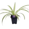 Ocean Spider Plant Live Plant – Air Purifying Houseplant – 3.5" Pot Indoor - Image 1
