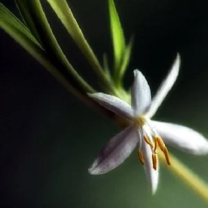 Ocean Spider Plant Live Plant – Air Purifying Houseplant – 3.5