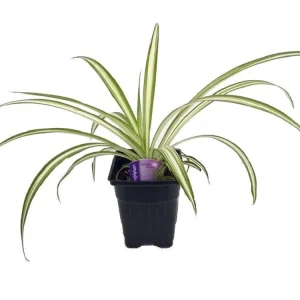 Ocean Spider Plant Live Plant – Air Purifying Houseplant – 3.5