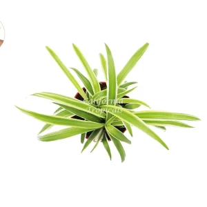 Ocean Spider Plant (Reversed) Live Plant – 4 inch Potted Houseplant - Image 2