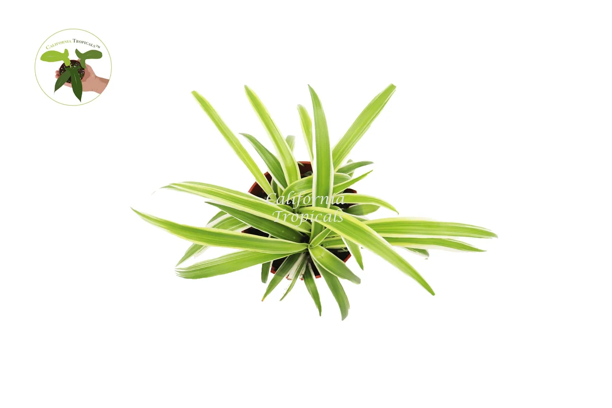 Ocean Spider Plant (Reversed) Live Plant – 4 inch Potted Houseplant - Image 2