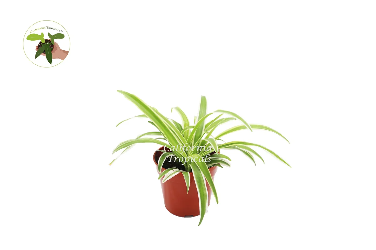 Ocean Spider Plant (Reversed) Live Plant – 4 inch Potted Houseplant - Image 1