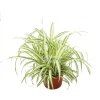 Ocean Spider Plant Variegated - 6'' Potted Live Indoor Houseplant - Image 1