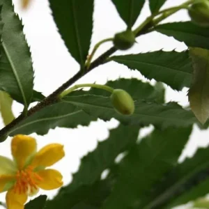 Ochna Serrulata Mickey Mouse Bush Live Plant – 1-2 ft Tall – 3 Gal Pot - Image 2