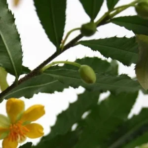 Ochna Serrulata Mickey Mouse Bush Live Plant – 1 to 2 Feet Tall – Shipped in 6 inch Pot - Image 2