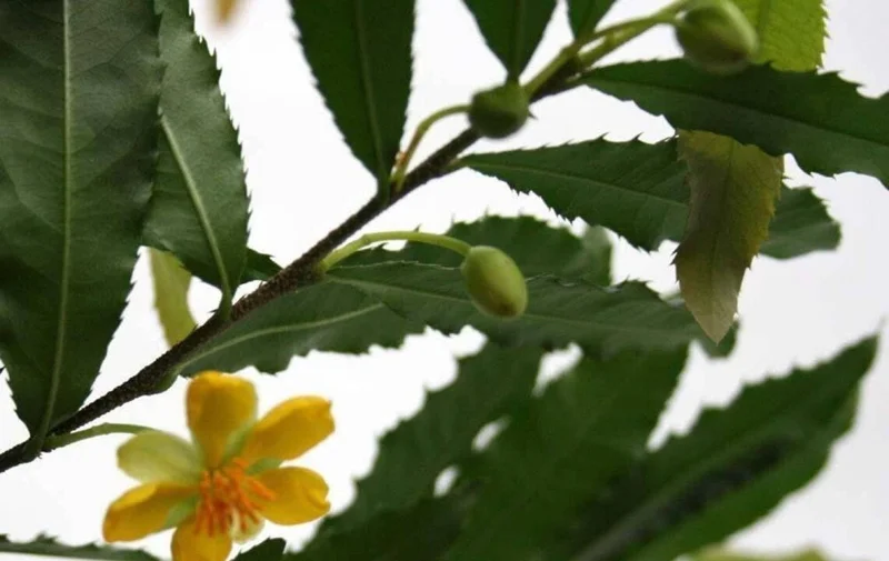 Ochna Serrulata Mickey Mouse Bush Live Plant – 1 to 2 Feet Tall – Shipped in 6 inch Pot - Image 2