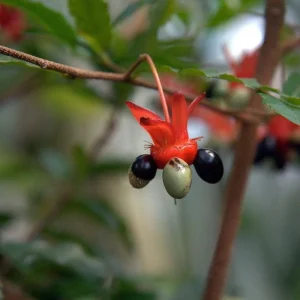 Ochna Serrulata Mickey Mouse Bush Live Plant – 1 to 2 Feet Tall – Shipped in 6 inch Pot - Image 3