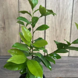 Ochna Serrulata Mickey Mouse Plant - Live Shrub in 4