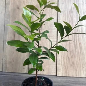 Ochna Serrulata Mickey Mouse Plant - Live Shrub in 4