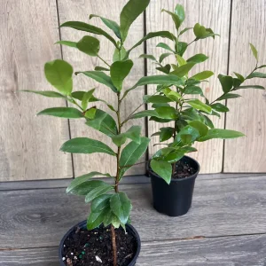 Ochna Serrulata Mickey Mouse Plant - Live Shrub in 4