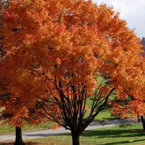 October Glory Maple Live Plant – 2.5