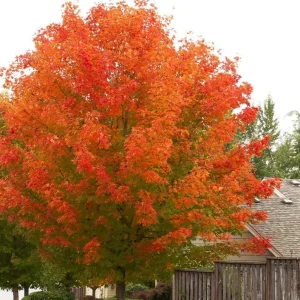 October Glory Maple Live Plant – 2.5