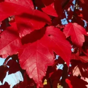 October Glory Maple Live Plant – 2.5