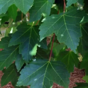 October Glory Maple Live Plant – 2.5