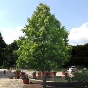 October Glory Maple Live Plant – 2.5