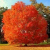 October Glory Maple Live Plant – 2.5" Pot – Brilliant Fall Foliage Shade Tree - Image 1