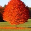 October Glory Maple Live Plant – Quart Pot – Fast Growing Shade Tree - Image 1