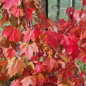 October Glory Maple Tree - Live Plant - 1-2 ft Tall - Quart Pot - Outdoor Shade Tree - Image 3