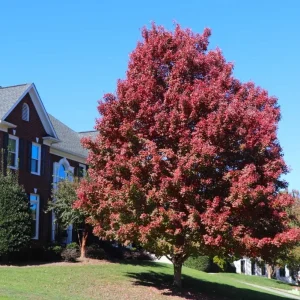 October Glory Maple Tree - Live Plant - 1-2 ft Tall - Quart Pot - Outdoor Shade Tree - Image 4