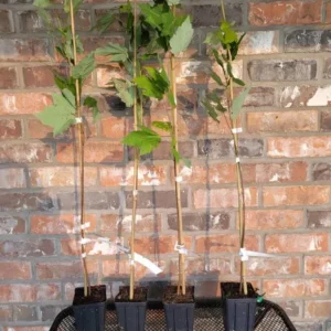 October Glory Maple Tree - Live Plant - 1-2 ft Tall - Quart Pot - Outdoor Shade Tree - Image 5