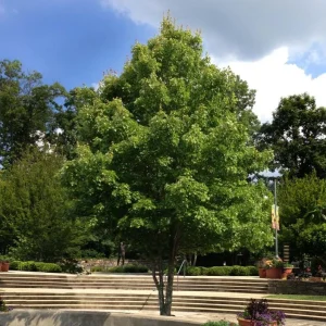 October Glory Maple Tree - Live Plant - 1-2 ft Tall - Quart Pot - Outdoor Shade Tree - Image 6