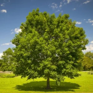 October Glory Maple Tree - Live Plant - 1-2 ft Tall - Quart Pot - Outdoor Shade Tree - Image 7