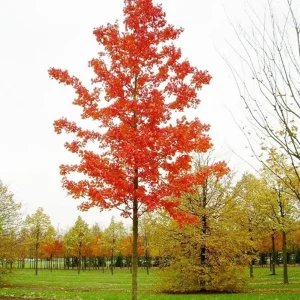 October Glory Maple Tree - Live Plant - 1-2 ft Tall - Quart Pot - Outdoor Shade Tree - Image 8