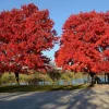 October Glory Maple Tree - Live Plant - 1-2 ft Tall - Quart Pot - Outdoor Shade Tree - Image 1