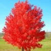 October Glory Maple Trees – 2 Live Plants – 2.5 inch Pot – Outdoor Shade Tree - Image 1