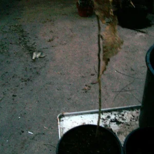 Ohio Buckeye Tree - Live Bare Root Plant, 12-16 Inch Tall (Aesculus glabra) - Image 5